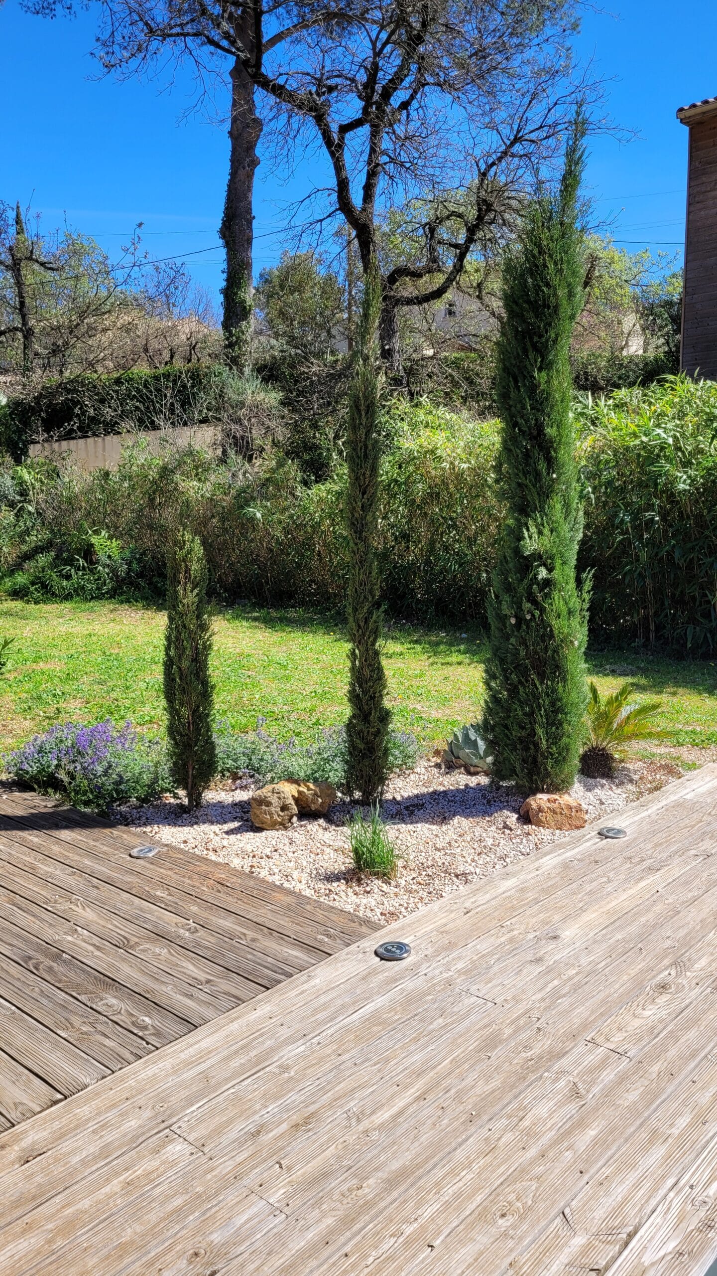 Trois cyprès colonnaires sur un lit de gravier bordant une terrasse en bois sous un ciel bleu ensoleillé.